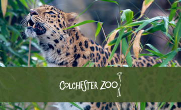Up to 15% Off with Kids Pass | Colchester Zoo Vouchers