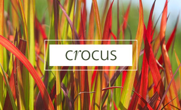 Special Offers with Newsletter Sign-ups at Crocus