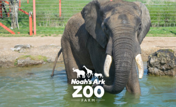 Get a Child Annual Membership for £60 at Noah's Ark Zoo Farm