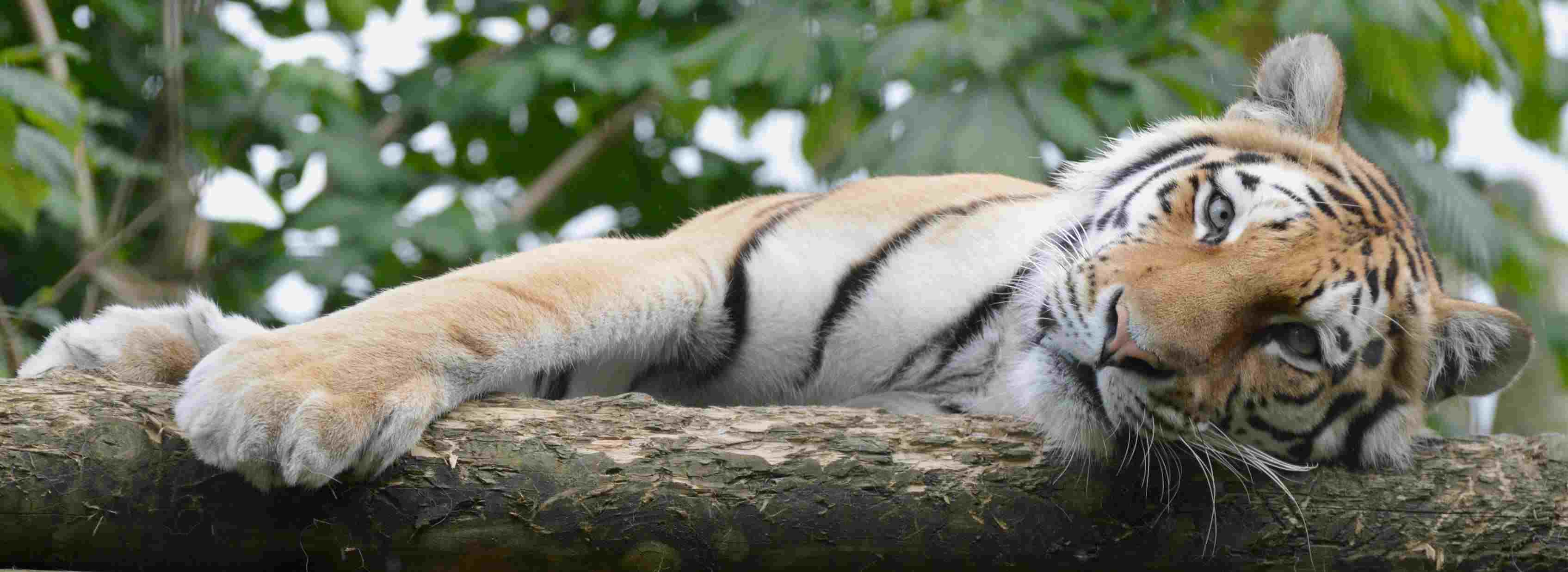 Hertfordshire Zoo discount code