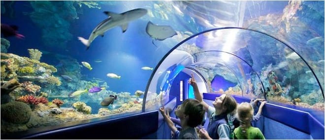 Bristol Aquarium Vouchers: Kids Go Free for August 2017