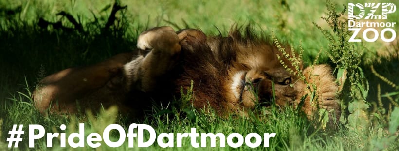 Dartmoor Zoo promo codes